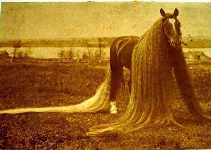 Самая длинногривая и длиннохвостая лошадь в мире