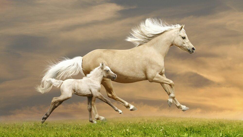 Лошадь и жеребёнок бегут