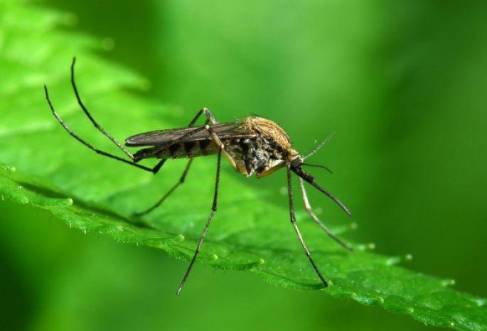 Что будет, если на планете исчезнут комары
