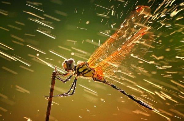 Остаться в живых: что спасает насекомых в ненастье?