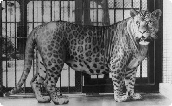 Леопон: гибрид самца леопарда с львицей