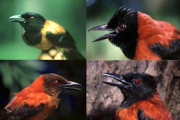 Ядовитые птицы Питаху