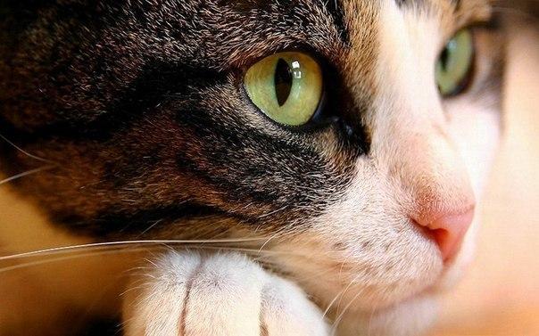 3 интересных факта о кошках