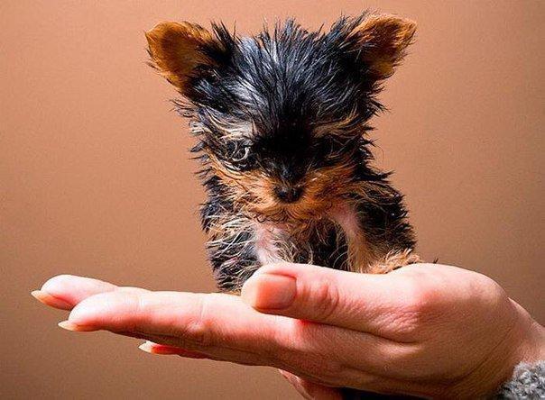 Самый маленький щенок в мире