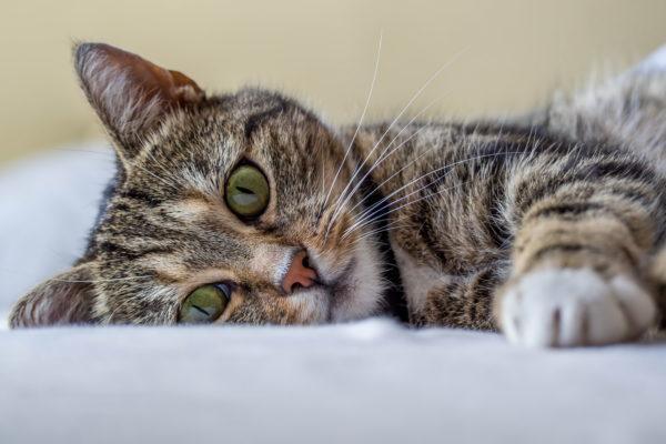 10 мифов о кошках