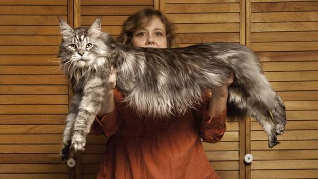 Стьюи - самый длинный кот в мире