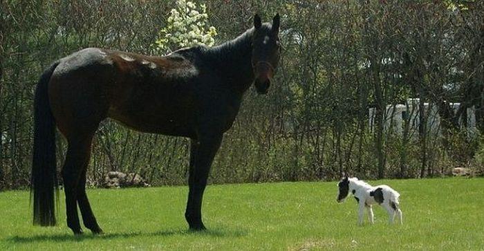 Эйнштейн — самая маленькая лошадь в мире