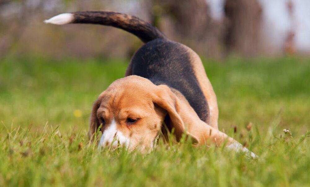 Собаки виляют хвостом для того, чтобы распространять свой запах