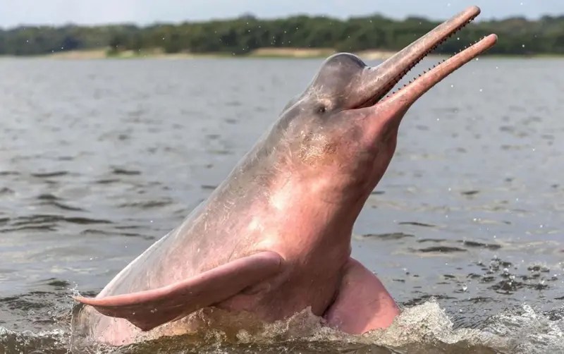 Обнаружен новый вид дельфинов