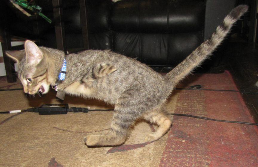 Котенок-инвалид научился ходить на задних лапах