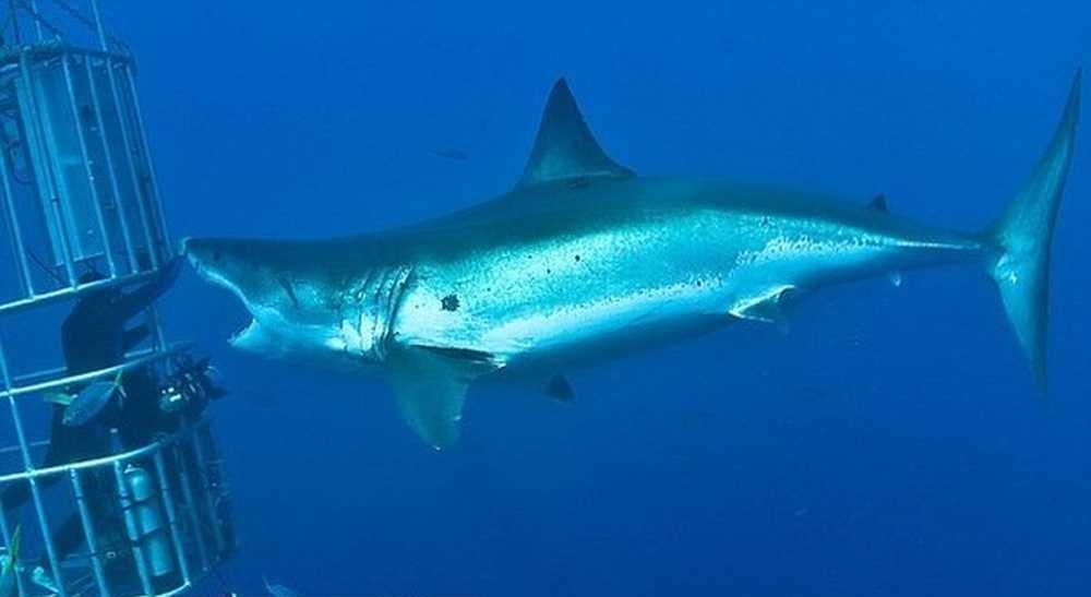 54 факта об акулах