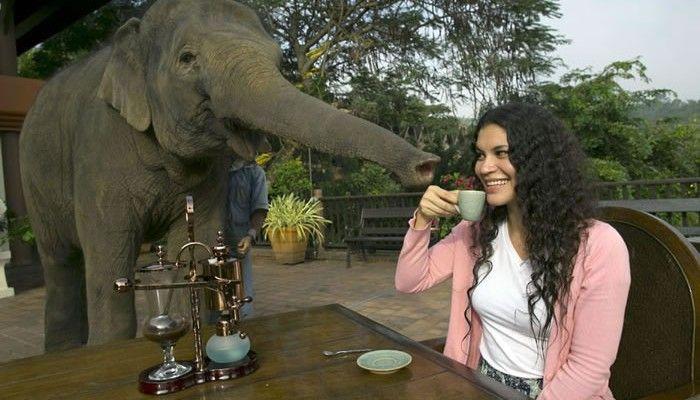 Самый дорогой кофе в мире «Черный бивень» делают из экскрементов слона