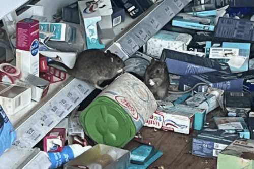 Крысы расплодились в аптеке и питаются молочными детскими смесями
