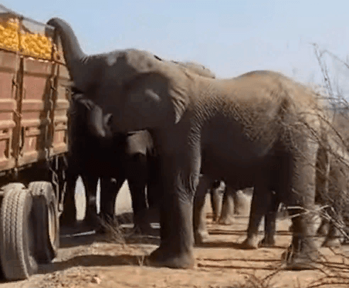 Слоны наелись апельсинов из сломавшегося грузовика